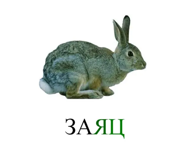 ЗАЯЦ