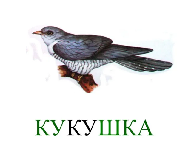 КУКУШКА