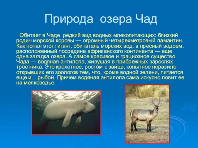 Природа озера Чад Обитает в Чаде редкий вид водных млекопитающих: близкий родич