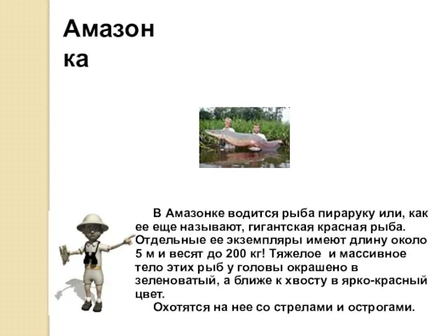 Амазонка В Амазонке водится рыба пираруку или, как ее еще называют, гигантская