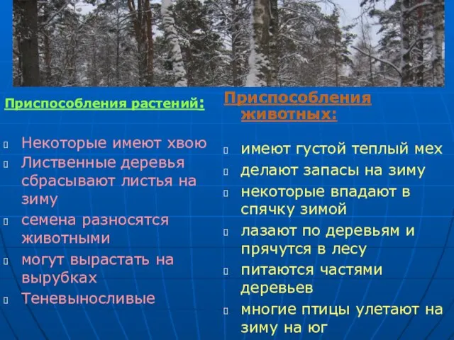 Приспособления растений: Некоторые имеют хвою Лиственные деревья сбрасывают листья на зиму семена