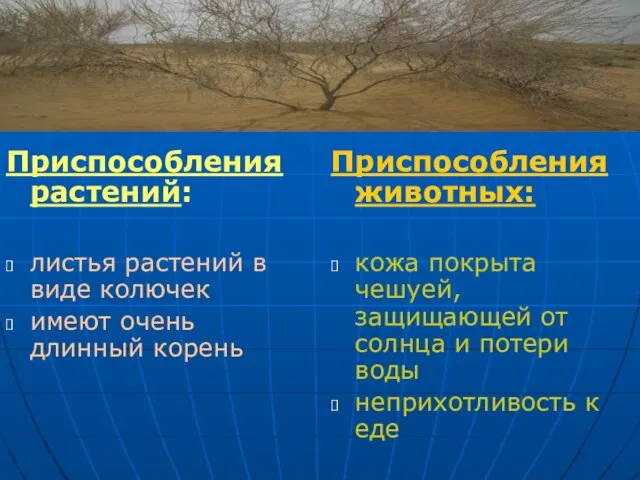 Приспособления растений: листья растений в виде колючек имеют очень длинный корень Приспособления