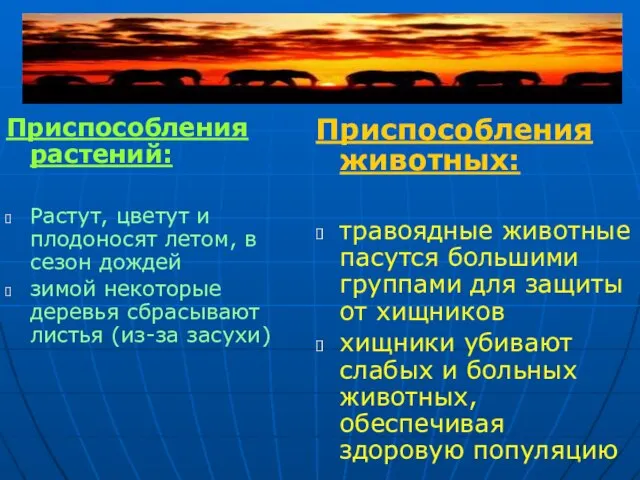 Приспособления растений: Растут, цветут и плодоносят летом, в сезон дождей зимой некоторые