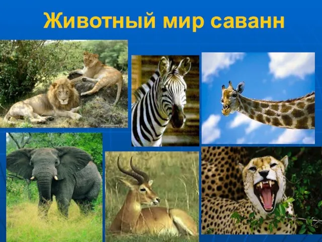 Животный мир саванн