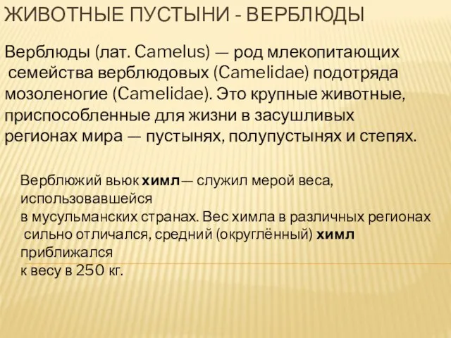 Животные пустыни - верблюды Верблюды (лат. Camelus) — род млекопитающих семейства верблюдовых