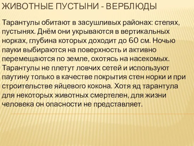 Животные пустыни - верблюды Тарантулы обитают в засушливых районах: степях, пустынях. Днём