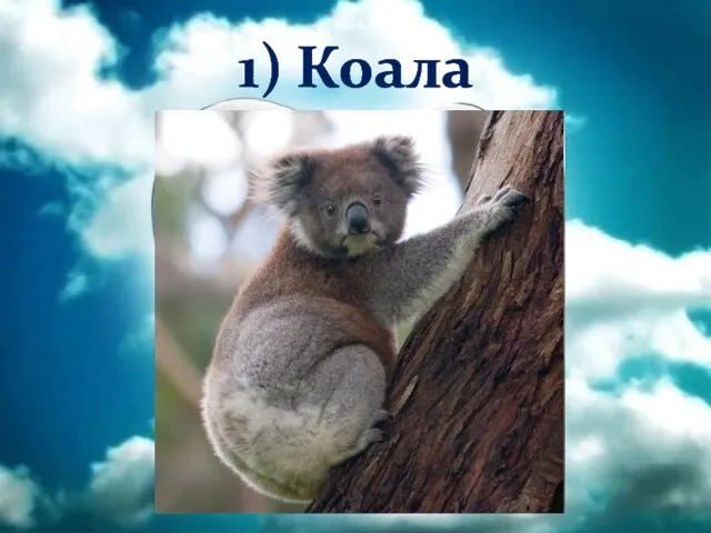 1) Коала