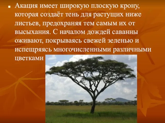 Акация имеет широкую плоскую крону, которая создаёт тень для растущих ниже листьев,