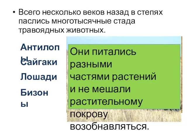 Всего несколько веков назад в степях паслись многотысячные стада травоядных животных. Антилопы