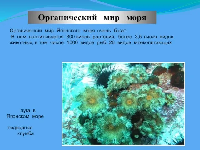 Органический мир моря Органический мир Японского моря очень богат. В нём насчитывается