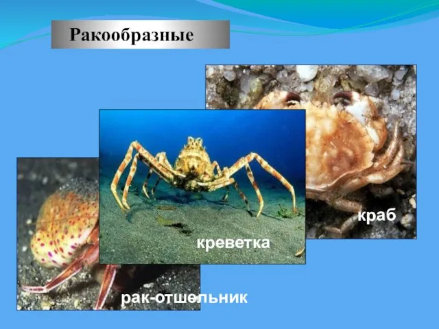 Ракообразные краб рак-отшельник креветка