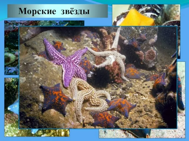 Морские звёзды