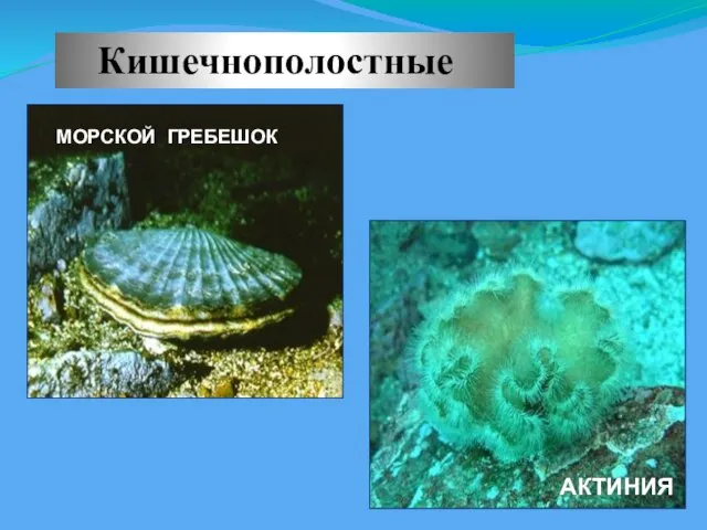 Кишечнополостные АКТИНИЯ МОРСКОЙ ГРЕБЕШОК