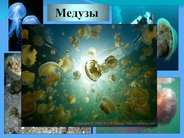 Медузы