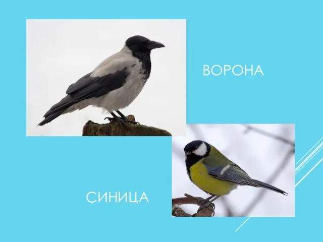 ВОРОНА СИНИЦА