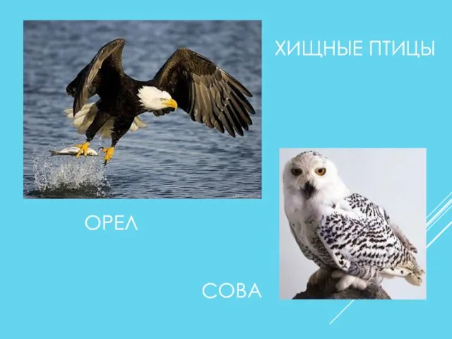 ХИЩНЫЕ ПТИЦЫ ОРЕЛ СОВА