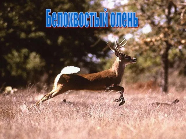 Белохвостый олень