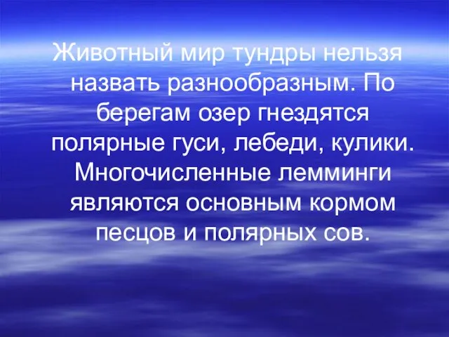 Животный мир тундры нельзя назвать разнообразным. По берегам озер гнездятся полярные гуси,