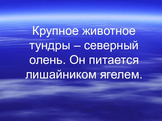 Крупное животное тундры – северный олень. Он питается лишайником ягелем.