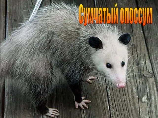 Сумчатый опоссум