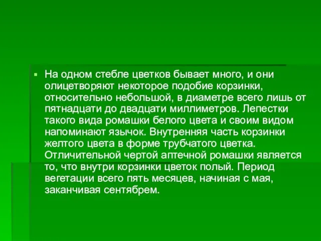 На одном стебле цветков бывает много, и они олицетворяют некоторое подобие корзинки,