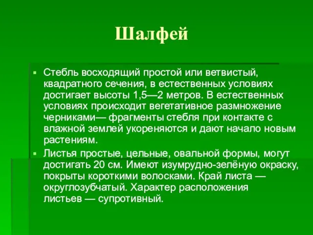 Шалфей Стебль восходящий простой или ветвистый, квадратного сечения, в естественных условиях достигает