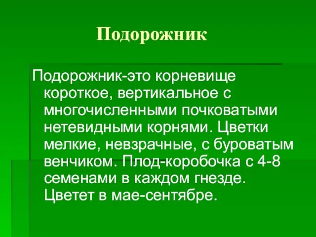 Подорожник Подорожник-это корневище короткое, вертикальное с многочисленными почковатыми нетевидными корнями. Цветки мелкие,