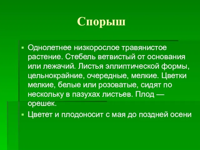 Спорыш Однолетнее низкорослое травянистое растение. Стебель ветвистый от основания или лежачий. Листья