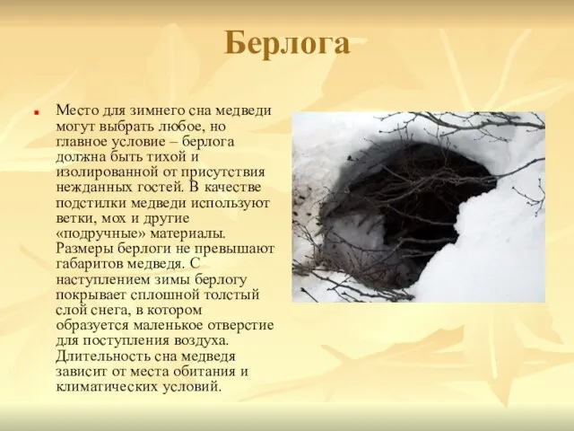 Берлога Место для зимнего сна медведи могут выбрать любое, но главное условие