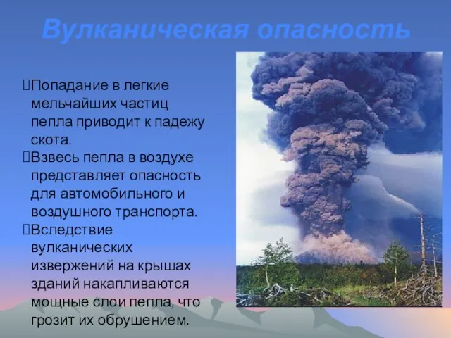 Вулканическая опасность Попадание в легкие мельчайших частиц пепла приводит к падежу скота.