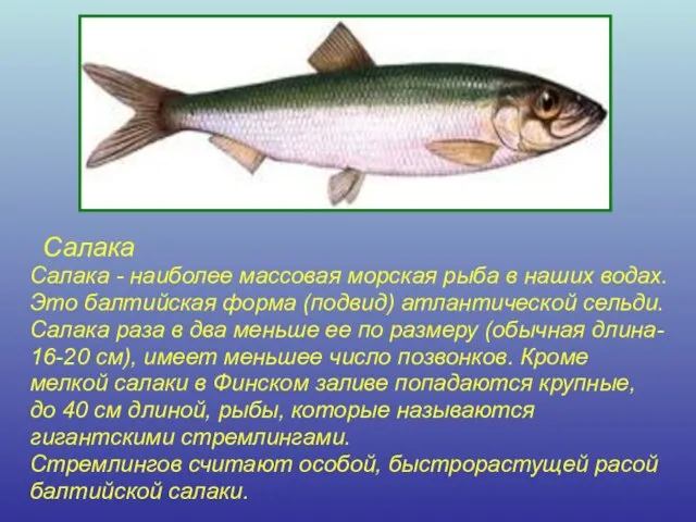 Салака Салака - наиболее массовая морская рыба в наших водах. Это балтийская