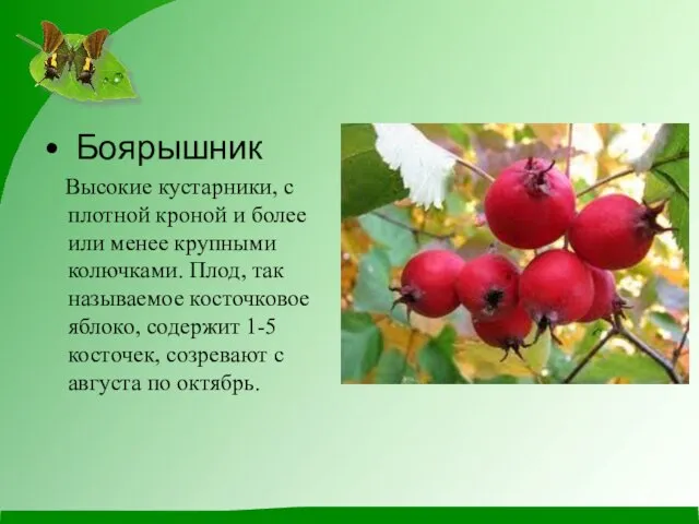 Боярышник Высокие кустарники, с плотной кроной и более или менее крупными колючками.