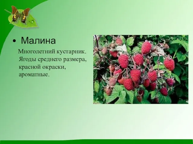 Малина Многолетний кустарник. Ягоды среднего размера, красной окраски, ароматные.