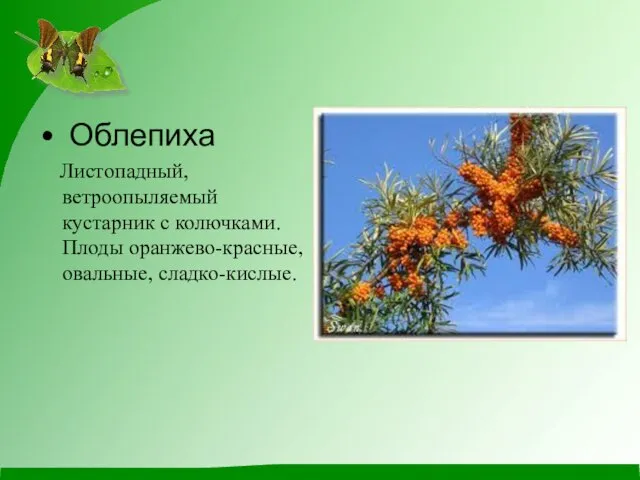 Облепиха Листопадный, ветроопыляемый кустарник с колючками. Плоды оранжево-красные, овальные, сладко-кислые.