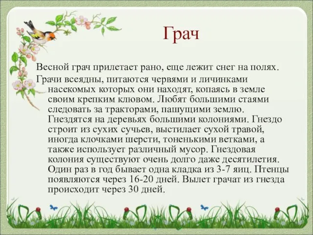 Грач Весной грач прилетает рано, еще лежит снег на полях. Грачи всеядны,