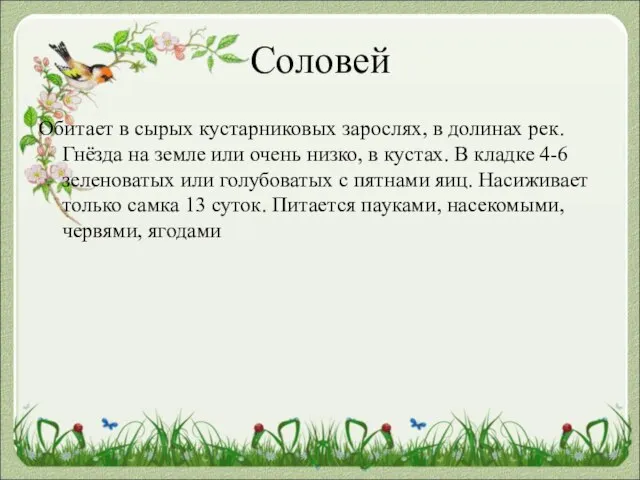 Соловей Обитает в сырых кустарниковых зарослях, в долинах рек. Гнёзда на земле