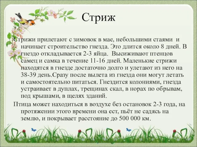 Стриж Стрижи прилетают с зимовок в мае, небольшими стаями и начинает строительство