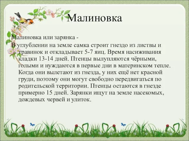 Малиновка Малиновка или зарянка - В углублении на земле самка строит гнездо