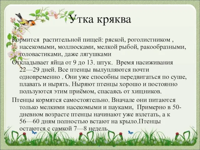 Утка кряква Кормится растительной пищей: ряской, роголистником , насекомыми, моллюсками, мелкой рыбой,