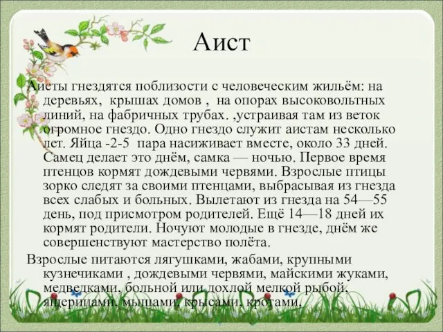 Аист Аисты гнездятся поблизости с человеческим жильём: на деревьях, крышах домов ,