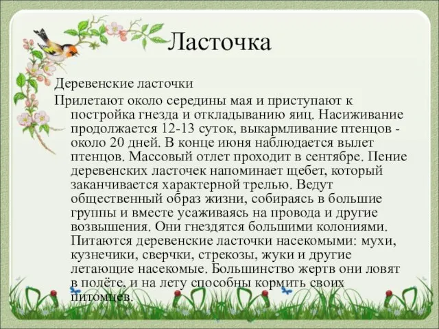 Ласточка Деревенские ласточки Прилетают около середины мая и приступают к постройка гнезда