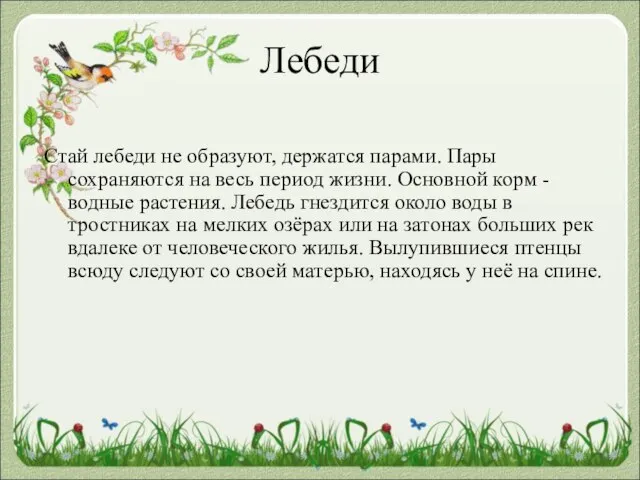 Лебеди Стай лебеди не образуют, держатся парами. Пары сохраняются на весь период