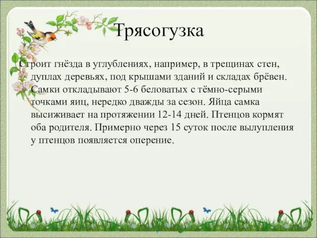 Трясогузка Строит гнёзда в углублениях, например, в трещинах стен, дуплах деревьях, под