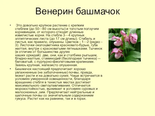 Венерин башмачок Это довольно крупное растение с крепким стеблем (до 50—80 см