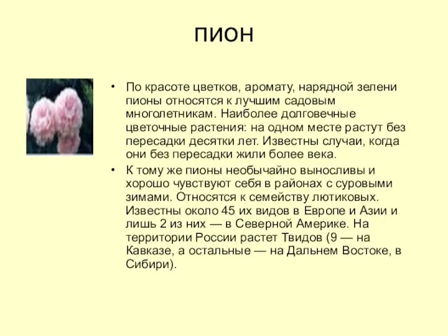 пион По красоте цветков, аромату, нарядной зелени пионы относятся к лучшим садовым