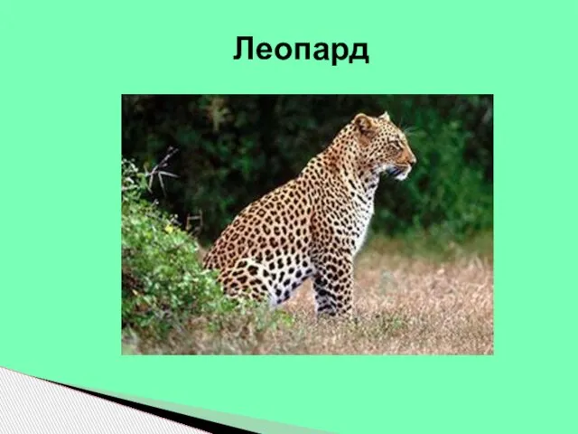 Леопард