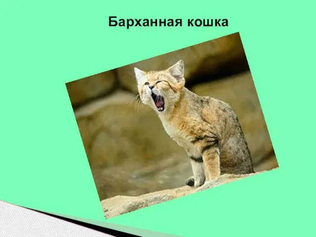 Барханная кошка