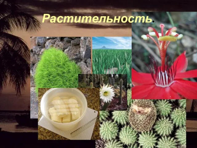 Растительность.