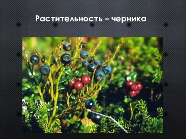 Растительность – черника