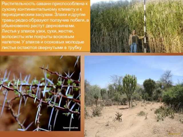 Растительность саванн приспособлена к сухому континентальному климату и к периодическим засухам. Злаки